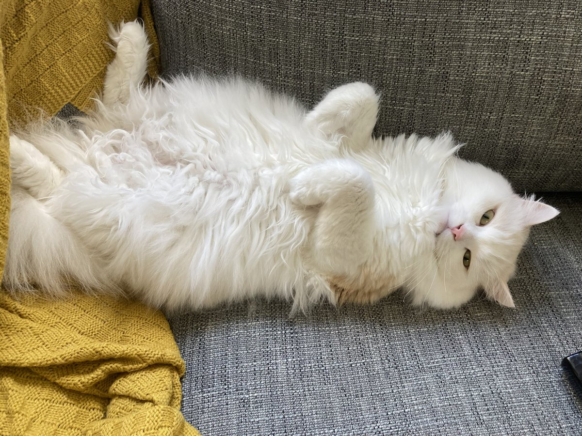 CatobiObi's tweet photo. Have’ing a littel nap time,, for obi wan https://t.co/HG6xHuEaT6