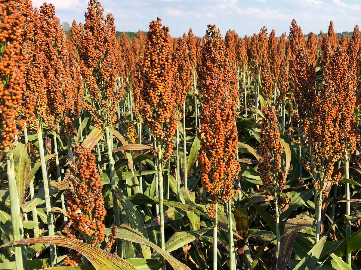 MStateCorn's tweet photo. Be aware that applying a harvest aid, such as glyphosate, when we are in a rainy weather pattern could deteriorate #sorghum plant integrity and cause stalk lodging and #harvest21 issues, if delays occur. High plant pops are likely more vulnerable. #mscrops #MSUext https://t.co/Id9y7V7OgY
