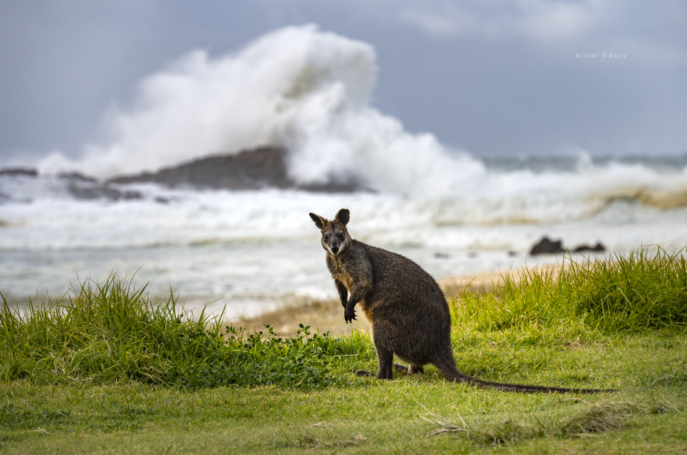 Even the locals who had 'seen it all before' were impressed by the big wave action at Mystery Bay, NSW yesterday ... #eastcoastlow #winter #inthefield