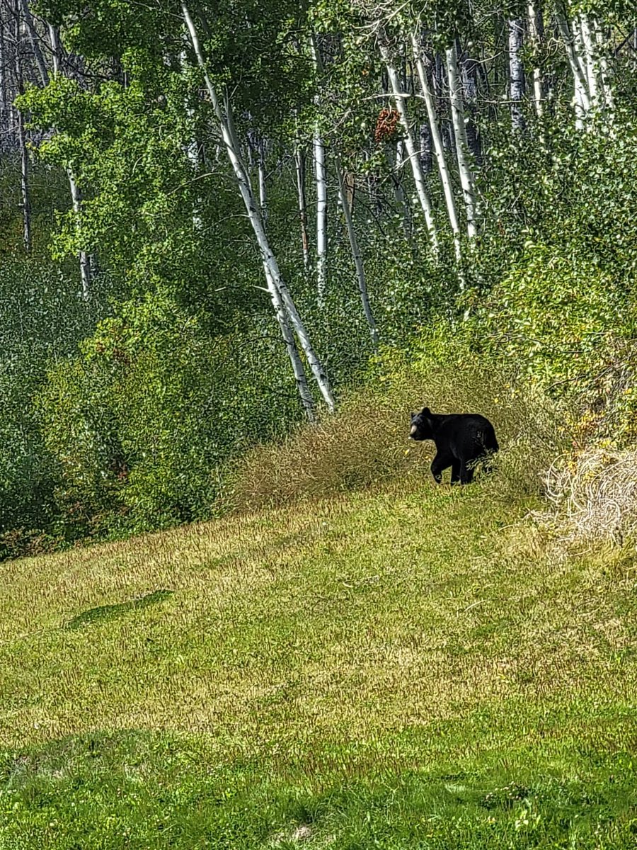 MeliDavies's tweet photo. My parents are serving as Rules Officials at a @GolfCanada event in Fort McMurray (northern Alberta) this week. They've had bears on the course every day and there is a volunteer there whose literal role for the week is "Bear Wrangler"🐻 #OtherDutiesAsAssigned https://t.co/aQhgPRDR8r