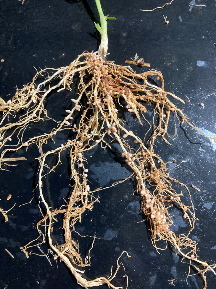 agrobaz's tweet photo. An observation from our team scoring acid tolerant rhizobium trials at BARELLAN and Griffith - nodules are evenly distributed on roots, around crown and deeper into profile than standard grp EF inoculated. Pic below is lentils @GRDCNorth @brill_ag @NSWDPI_AGRONOMY https://t.co/RyZNMBW3sK