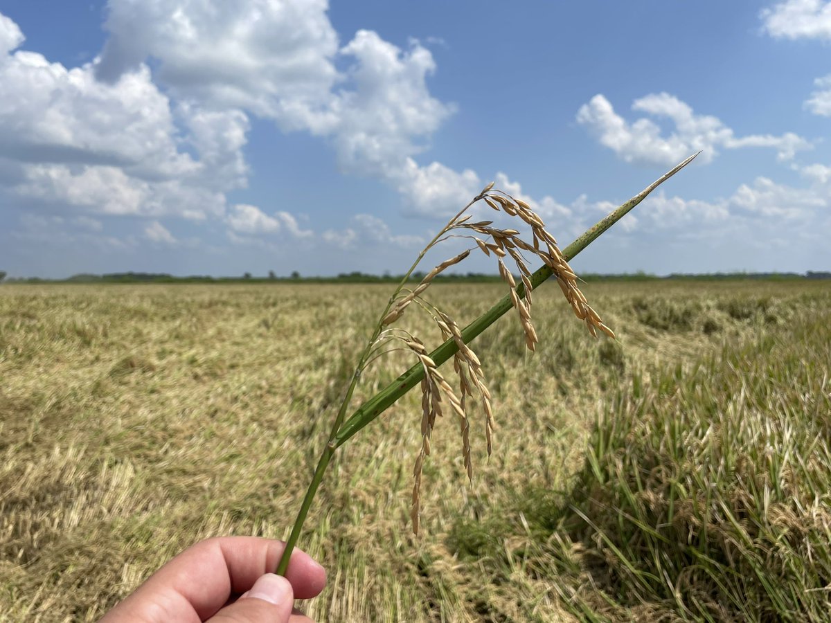 Mitchell Hora (@continuum_ag) on Twitter photo Rice and cotton today down in Mississippi with <a href="/FJFieldDays/">Farm Journal Field Days</a>! Really awesome to learn from <a href="/SSPCJeremy/">SilentShadePlanting</a> @RaboAg and lots of farmers! Good and hot day in the delta! #SoilHealth
<a href="/JdurbinSLC/">Jeremiah Durbin</a> <a href="/cmnicholson_/">Charles Nicholson</a> 🌽🌾 Rice and cotton today down in Mississippi with <a href="/FJFieldDays/">Farm Journal Field Days</a>! Really awesome to learn from <a href="/SSPCJeremy/">SilentShadePlanting</a> @RaboAg and lots of farmers! Good and hot day in the delta! #SoilHealth
<a href="/JdurbinSLC/">Jeremiah Durbin</a> <a href="/cmnicholson_/">Charles Nicholson</a> 🌽🌾
