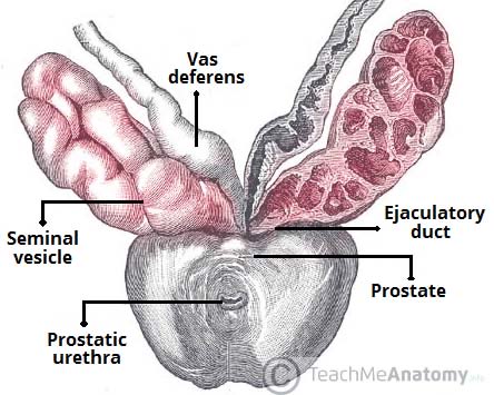 Was hat die prostata für eine funktion