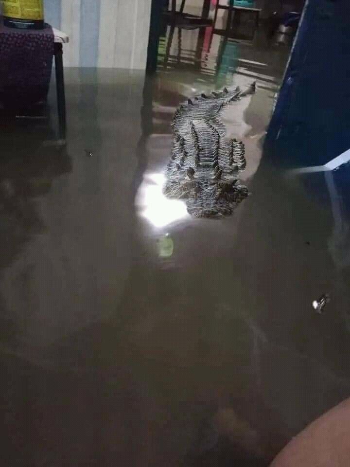 DolarToday's tweet photo. Con Las Lluvias y Las Inundaciones En Una Vivienda Del Estado Apure Les Llegó Ésta Enorme Visita https://t.co/KGmfrhFGnn