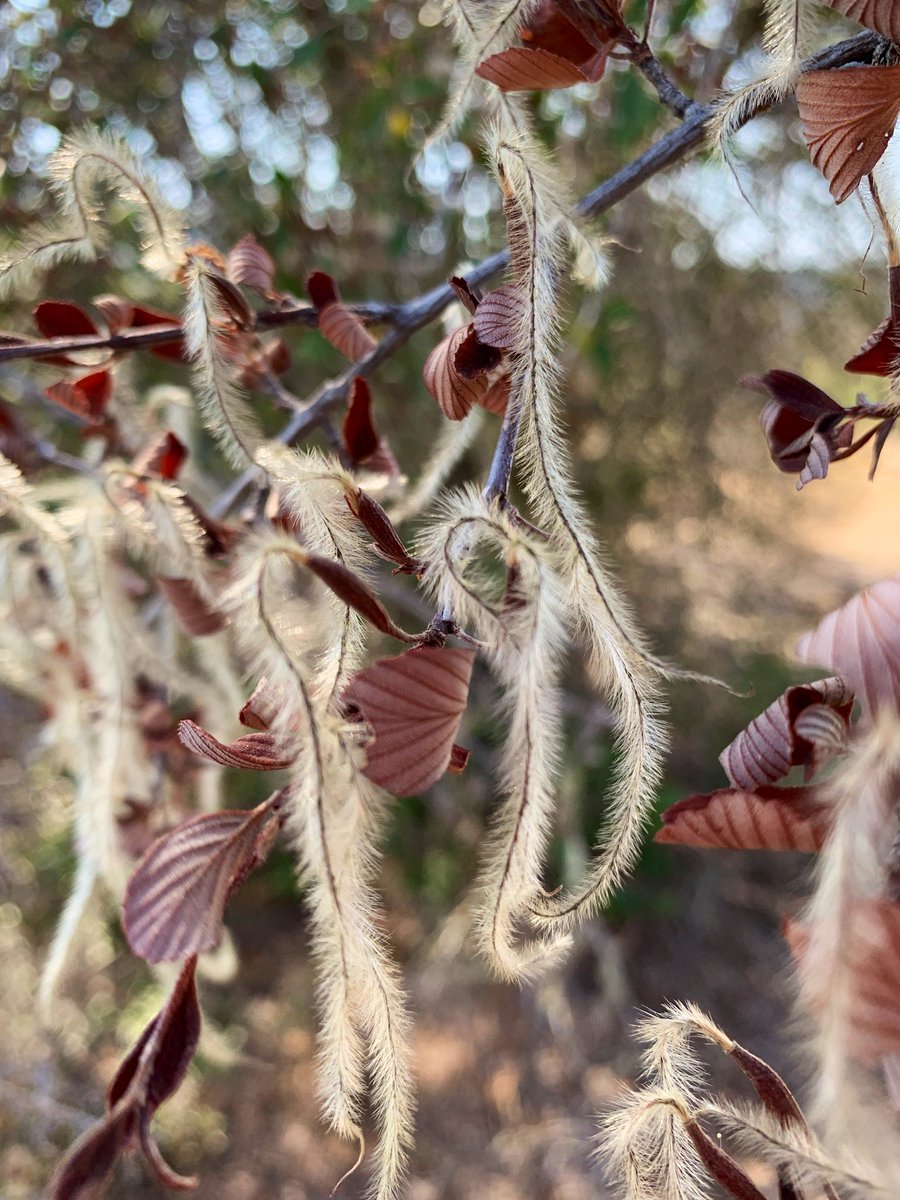 stanfordjrbp's tweet photo. Appreciate the variation of #seeds of the Birch-leaf mountain mahogany (Cercocarpus betuloides var. b.) #Seed is tipped with a persistent feathery style. They are wind-dispersed, &amp; corkscrew into the ground. #mahogany #cercocarpus #winddispersal #birchleaf https://t.co/2l11DaMHTs