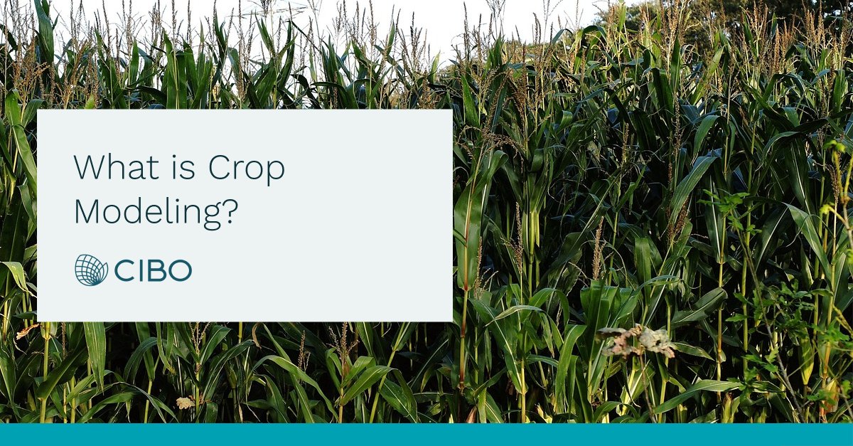 CIBOTech's tweet image. Find out how #cropmodels can predict plant growth. #bigdata #simulationmodel ow.ly/en8x50FXQ3D