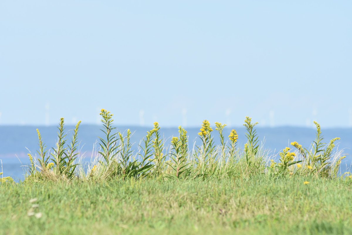 DaveAtCOGS's tweet photo. Another in the #FocusHere / #FocusThere series … goldenrods and windmills at #GilbertsCove / #DigbyNeck, in western #NovaScotia. #NikonD3400 pics, taken today, 25Aug2021 https://t.co/fcxO72moyU