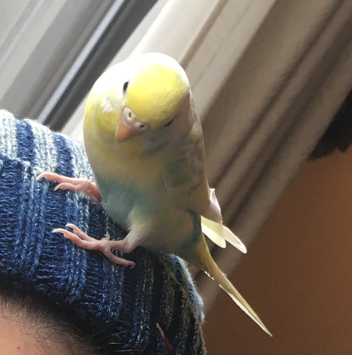 アース セキセイインコを探しています 8月18日12時ころ千葉で迷子になってしまいました 情報あればご連絡お願い致しますm M 名前はアースです 人馴れしていて 頭や肩に乗るのが好きですが 体を触られるのを嫌がります 迷い鳥 セキセイインコ