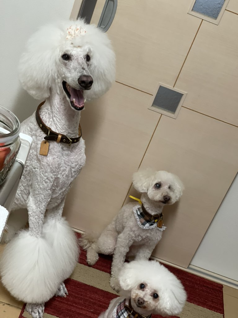 フランソワ王国