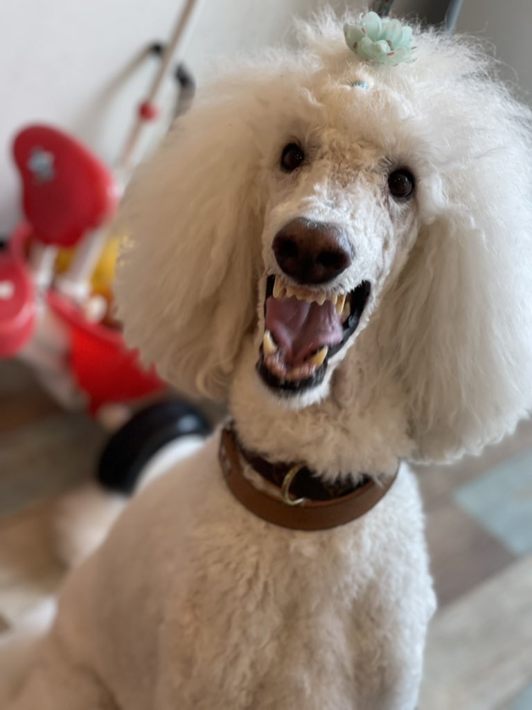 フランソワ王国