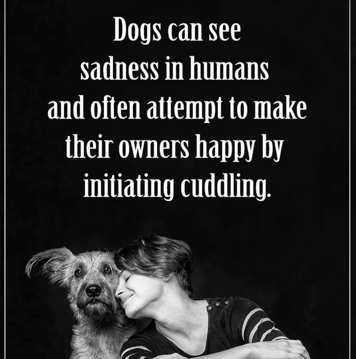 BatheToSave's tweet photo. How often do you and your furbabies cuddle?

#iloverescuedogs #bathetosave #hydrodogus #fureverhomefamily #doggrooming #rescuedogs https://t.co/NTlAfFD8T4