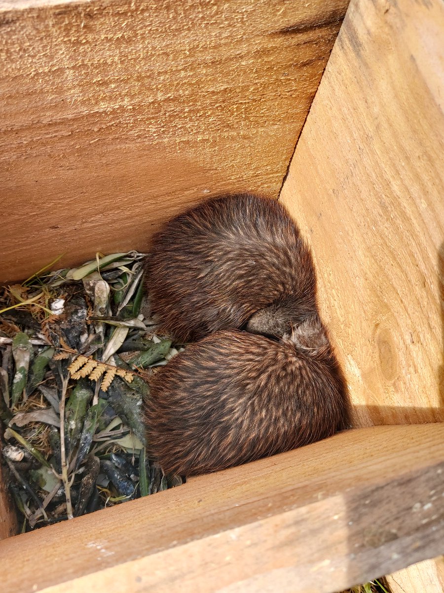 Save the Kiwi tweet media