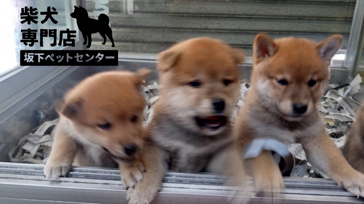 柴犬ブリーダー 柴犬ブリーダー