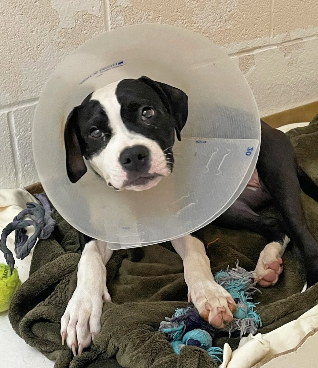 5-month-old Tessa's vet exam shocked us — someone held her head under their shoe as they shot a bullet into her leg. Now we need your help to provide the surgery this sweet puppy needs. Please consider helping with a donation: spcawake.org/give #spcawake #animawelfare