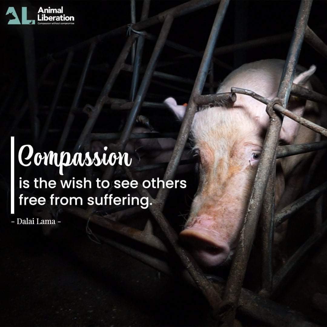 Are you compassionate? To all living beings? Not just humans. #donthurtanimals #stopcruelty