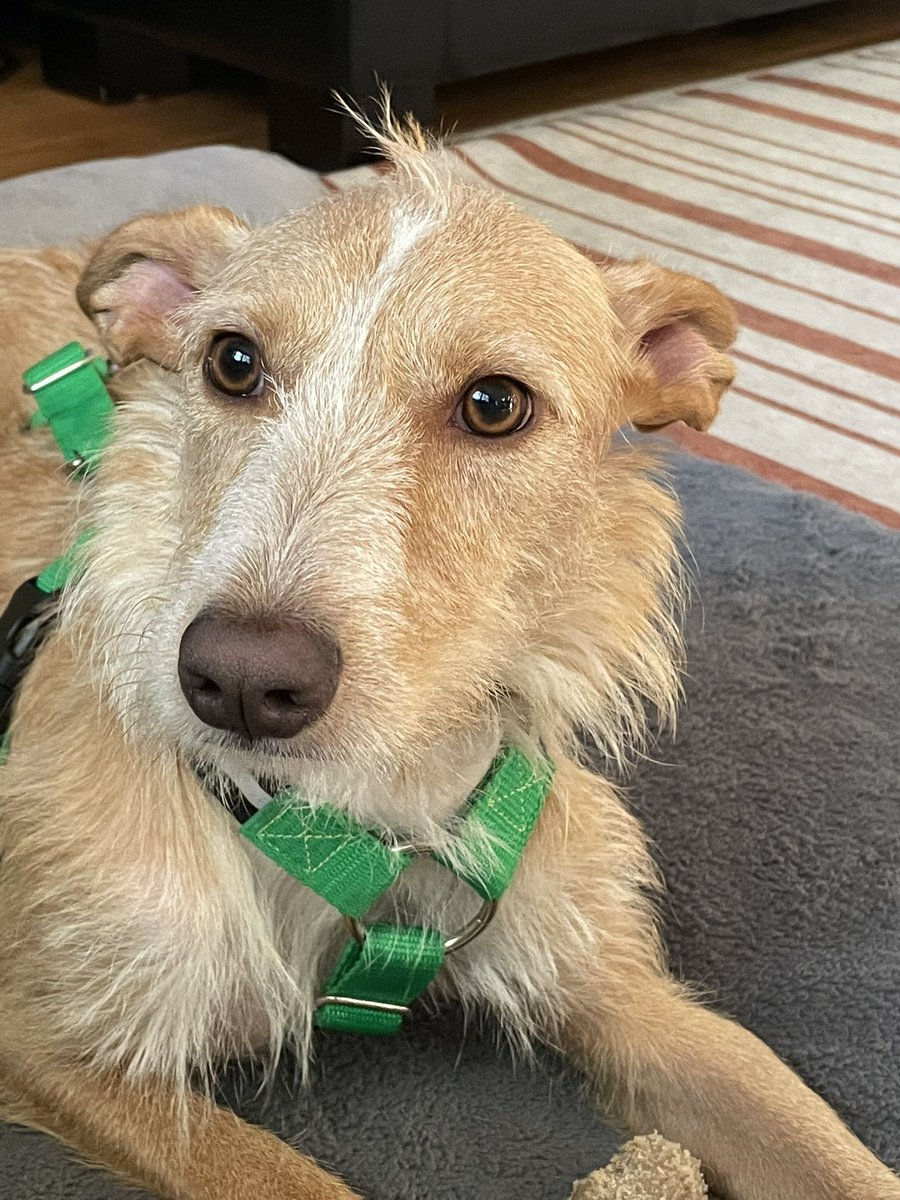 Timeline cleanser! Foster Relva with his mohawk!