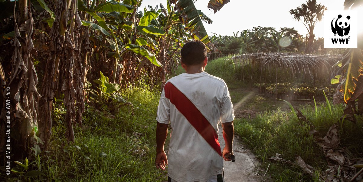 Más de 10 mil familias indígenas fueron beneficiadas gracias a esta iniciativa, que les permitió asegurar más de 250 mil hectáreas de bosque bajo amenaza constante y que hoy están en sus manos de manera legítima.
👉Conoce más: bit.ly/2XYQGnO