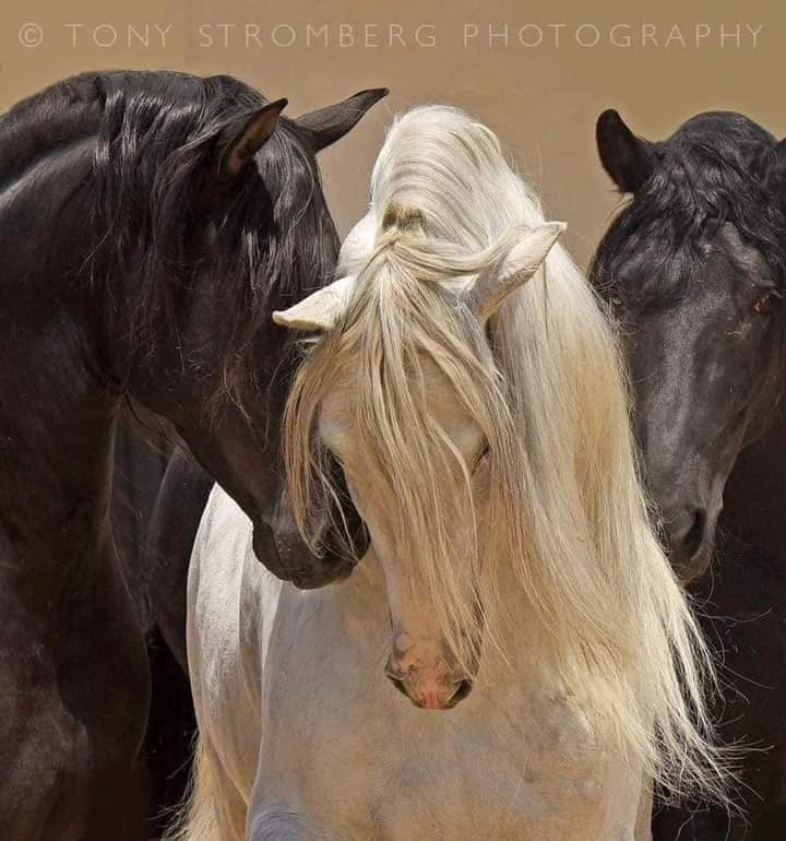 انا افتقدك ياصديقي