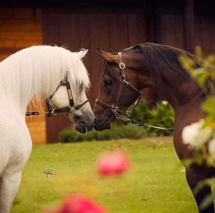 لم أجد الحل،،،،،،سوى الدعاء لك