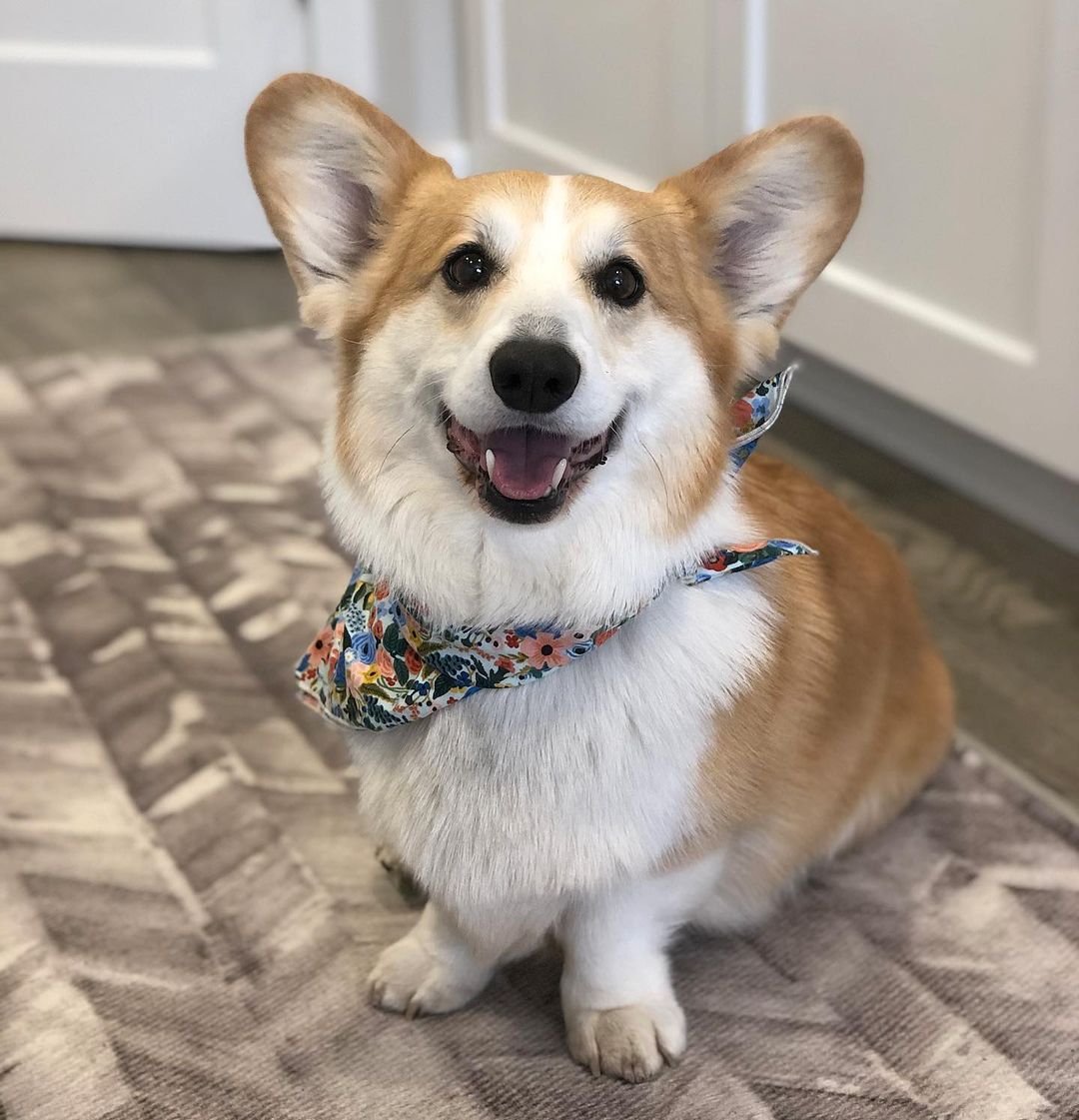 CommunityCorgi's tweet image. Who love this?🥺
Follow us👉 for more content! 😻🥰
 
❤️Double tap⁣❤️
_
_
#CorgiCrew #Corgi #corgiofTwitter