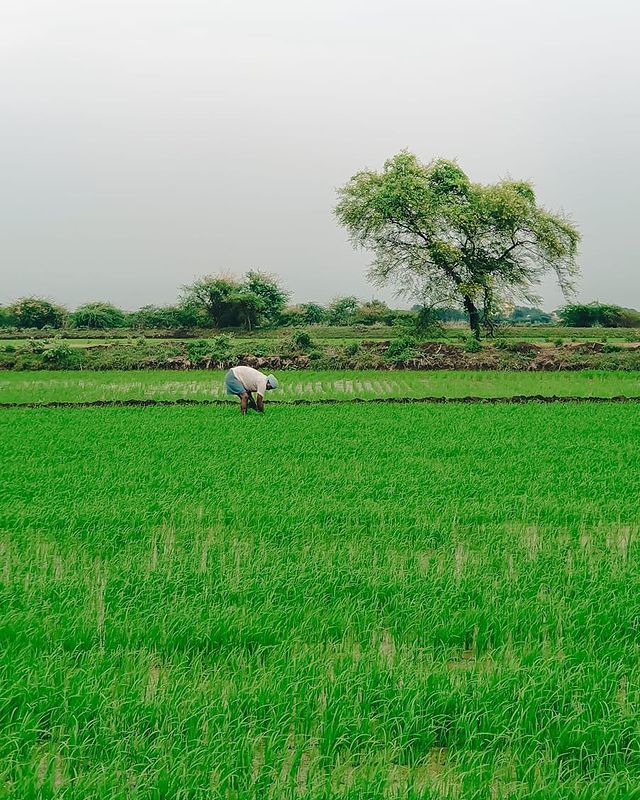 Praveen_nature's tweet photo. Farmer Working in his feilds ☘️...
Beauty of the Nature 🌳...
#Nature #NatureLover #Love
#NatureClick #NatureShot #NaturePhotography #Farmer #Feilds #PraveenB https://t.co/7U5MThKXCl