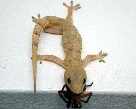 MariangelsG's tweet photo. Mientras duermes el #Tuqueque #Mato #Salamanquesa #Lagartija #Salamandra #Gekos (Etc.) se alimenta y trabaja. Por algo se gano el titulo de limpia casa. El sonido que emiten mientras vocalizan es fuerte y se conoce como siseo. Pueden vivir hasta los 4-5 años y son inofensiva 🥰😘 https://t.co/gf6tBV2IXJ