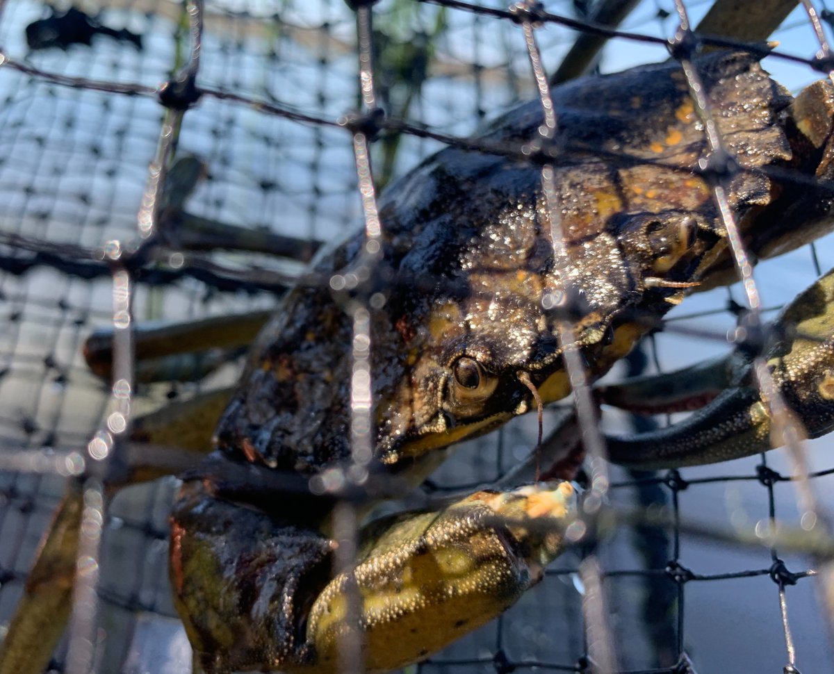 Think you found an invasive European green crab? REPORT IT! Take various pics to help ID. <a href="/WDFW/">Washington Department of Fish & Wildlife</a> responds to confirmed sightings quickly. Learn more at wdfw.wa.gov/egc.  #DraytonHarbor
     ▶️ Phone: 1-888-WDFW-AIS
     ▶️ App: WA Invasives
     ▶️ Email: crabteam@uw.edu