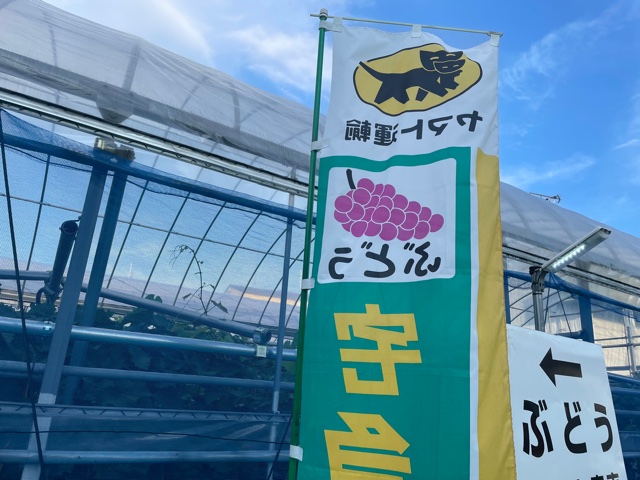 弊社のある、京都市山科区勧修寺地区は、ぶどう農家さんがたくさんあります！
弊社のお隣もぶどう農家さん🍇
社員一同、この季節を心待ちにしています🥰
実は私はここのぶどうを食べる前は一番好きな果物は桃でした。
今はダントツぶどう！！！
この季節が終わるのが今から寂しい😭

#ぶどうの季節