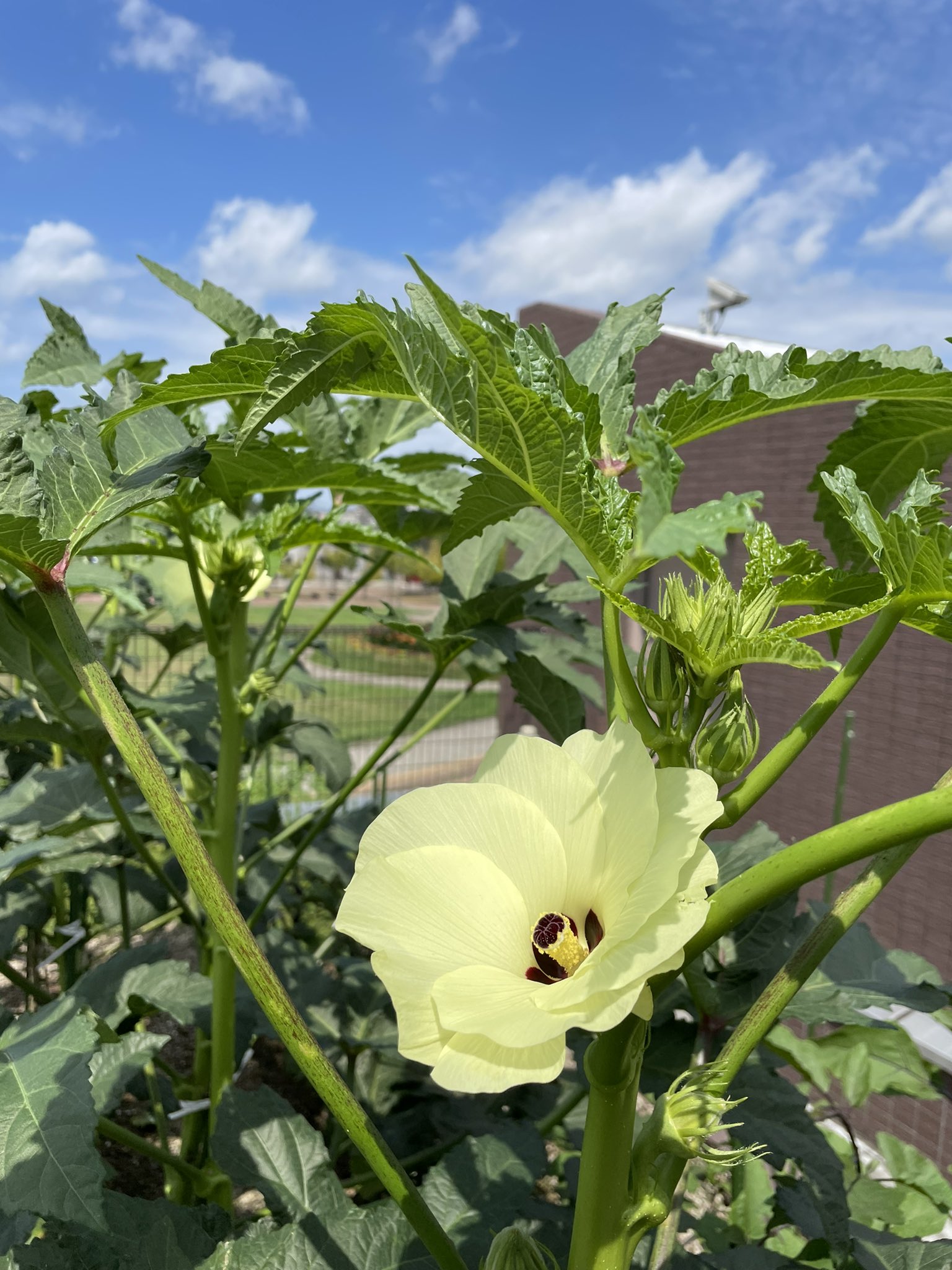 長岡市緑花センター 花テラス 青空の下 オクラの花が咲きました 一日で花が終わってしまうのが残念なくらいとても綺麗です そんな美しく儚いオクラの花言葉は 恋で身が細る 諸説有り です 花も綺麗で実も美味しいオクラを育ててみてはいかがで