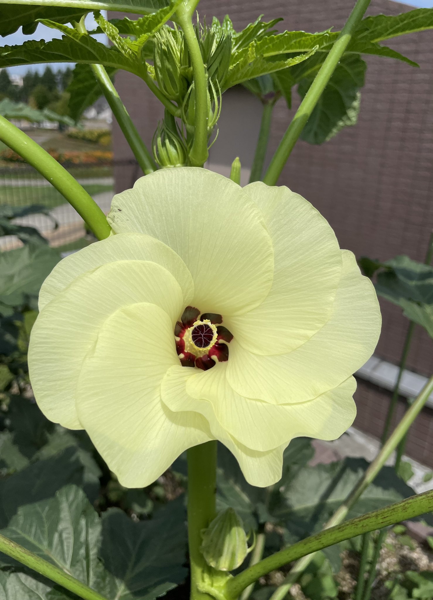 長岡市緑花センター 花テラス 青空の下 オクラの花が咲きました 一日で花が終わってしまうのが残念なくらいとても綺麗です そんな美しく儚いオクラの花言葉は 恋で身が細る 諸説有り です 花も綺麗で実も美味しいオクラを育ててみてはいかがで