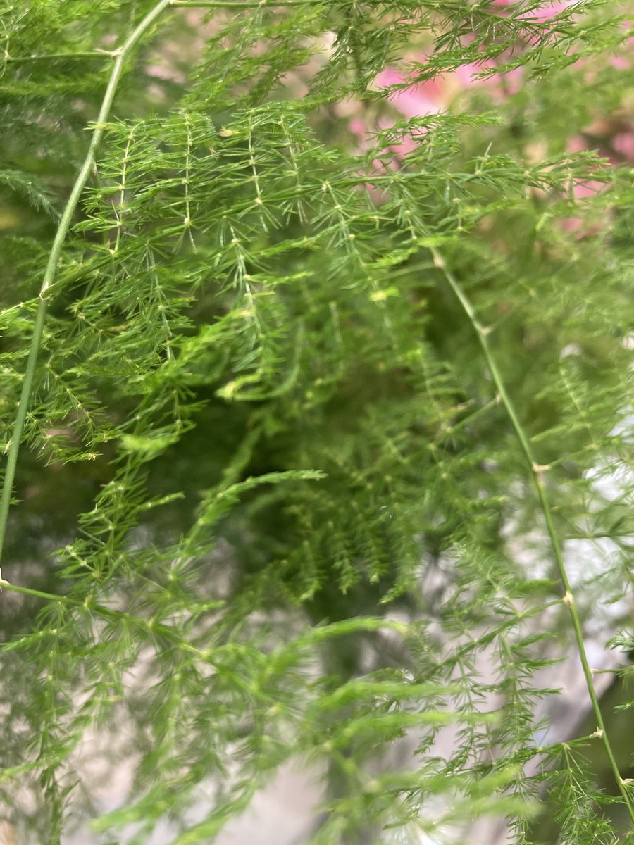 Flower Shop Hana Shippou 9月18日 土 ワークショップ開催 おはようございます グリーンにも 色々な色味や 葉っぱの形 大きさ 厚みなど 個性が色々 花 花屋 グリーン 観葉植物 文京区 湯島 文京区花屋 湯島花屋 Hanashippou