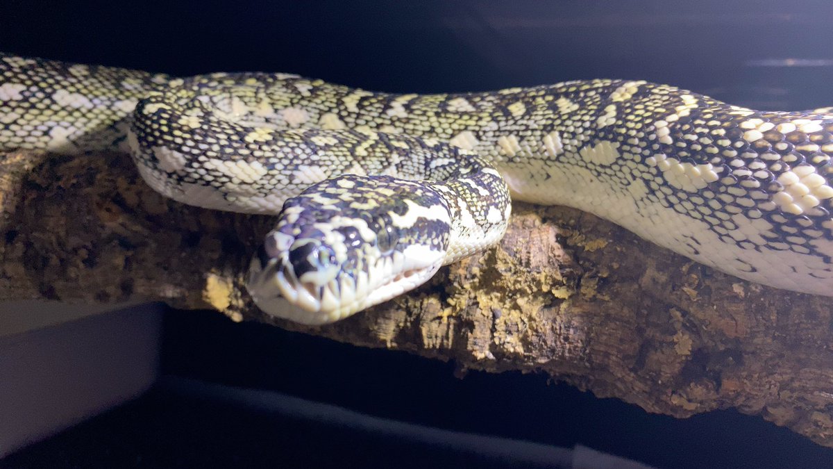 habaero946's tweet photo. ダイヤモンドパイソン
2m越え^_^
#diamondpython
#ジャングルカーペットパイソン
#carpetpython
#インランドカーペットパイソン
#Inlandcarpetpython
#イリアンジャヤカーペットパイソン
#キミカブラック
#アンゴラパイソン
#AngolanPython
#Ballpython https://t.co/R4tVYFmmIA