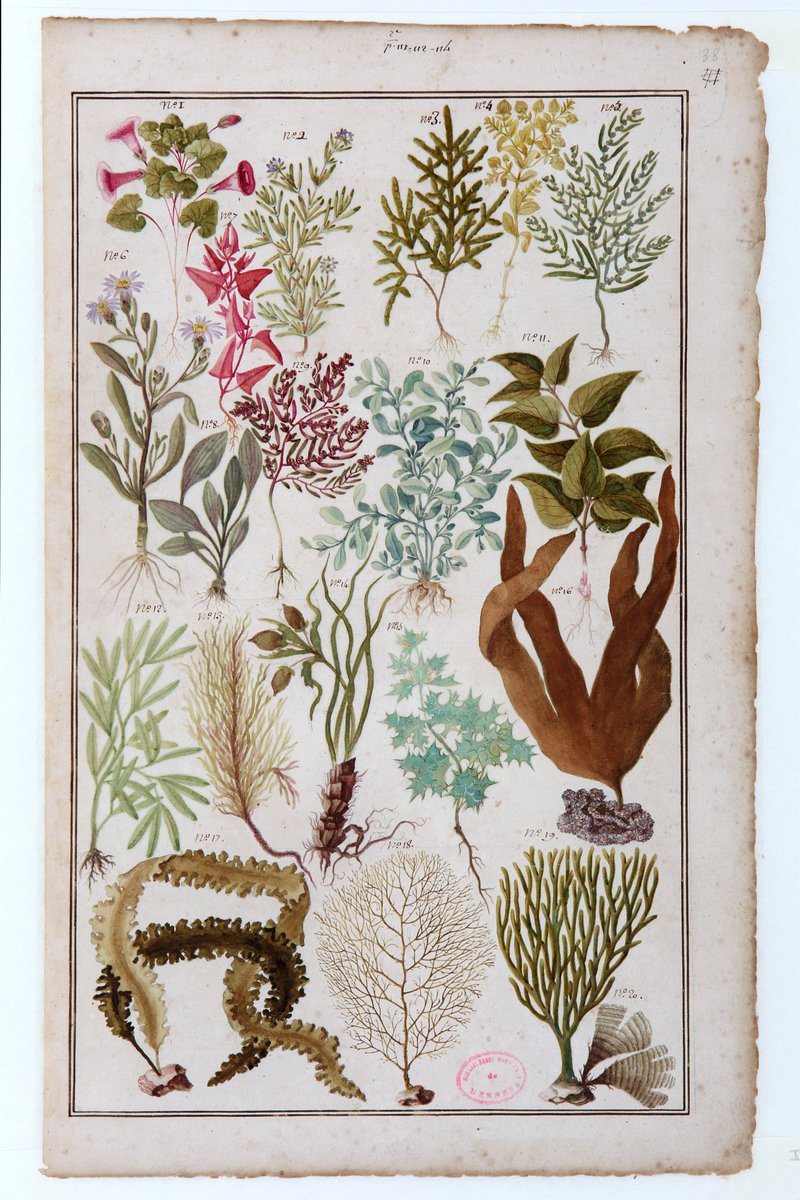 numerennes's tweet photo. Pour finir agréablement les vacances, et pour le plaisir des yeux, voici encore quelques belles planches naturalistes issues des collections de #Robien,
à retrouver sur @numerennes
🔖https://t.co/EhSCPRaIyU
🔖https://t.co/hMVqVMMrQd
#RennesEvasion 🏖️ https://t.co/tSSL2jrrVa
