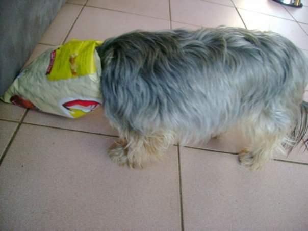 2NaturalDogs's tweet photo. Happy International Dog Day, especially to the special ones, some of them are the bestest.
🐶😍🐶😍🐶

#internationaldogday #yorkiesofinstagram #norjampetstore #organicpetproducts 

Photo Credit: BB https://t.co/DqRLlkI1r5