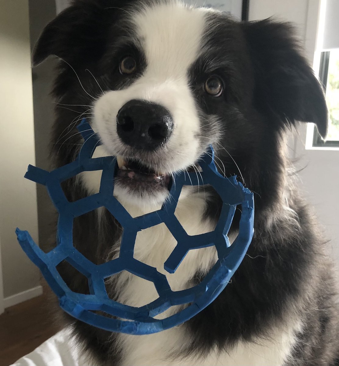 Vurton's tweet photo. Someone chewed my ball in half. Sweep https://t.co/S7GLUY28Ps