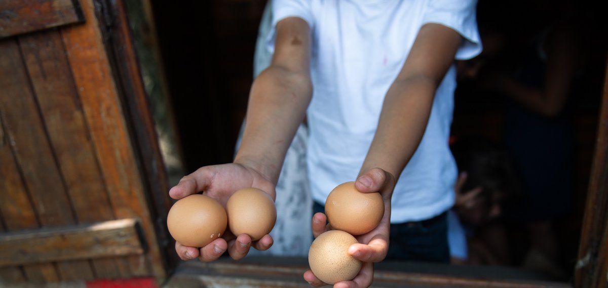 Bij het programma 'Boer in de Klas' komt de boer(in) op bezoek op de #basisschool om leerlingen mee te nemen in de wereld van de #boerderij. Lees het artikel waarin #educatieboerinnen Maud en Ankie hier meer over vertellen: jonglereneten.nl/inspiratie/boe…