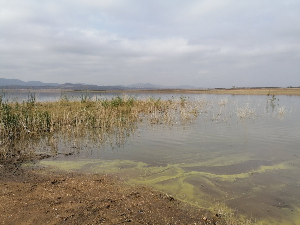 WynandMalherbe's tweet photo. Bulinus sp, Biomphalaria sp and the invasive Tarebia granifera @ Middle Letaba Dam. #schisto_ntds #schisto_hunting @NWU_WRG @herman_lrx @LizaandeNecker @NicoJSmit1 @WaterResearchSA https://t.co/3Mji5b4DzF