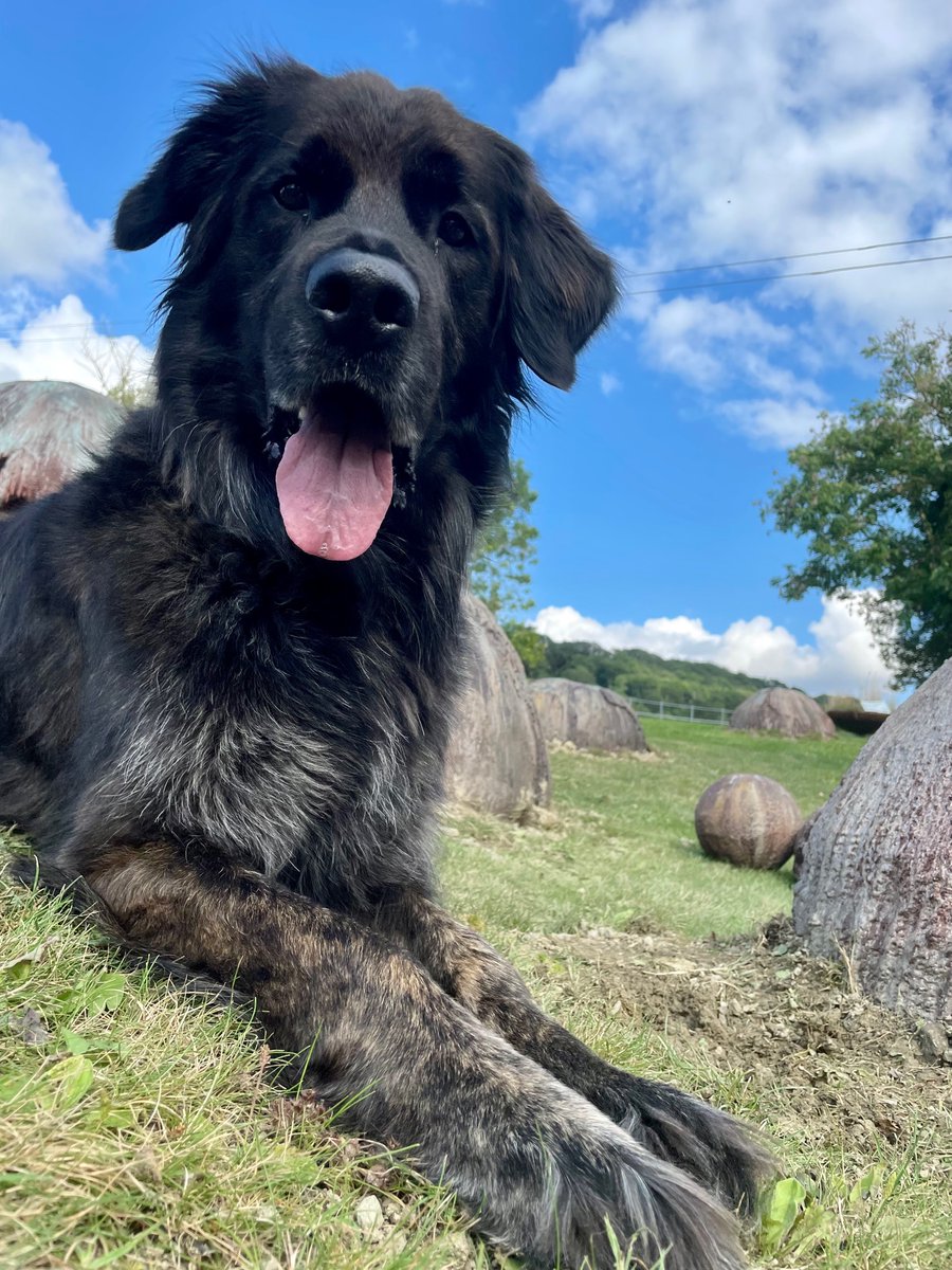 There are some very exciting new artworks arriving at Canwood Gallery this week ready for the new exhibitions starting this weekend – don’t miss!
OPEN
28th August – 5th September 2021  11am – 5pm
OLD GODS
11th September – 19th September 2021 #internationaldogday #art #hereford