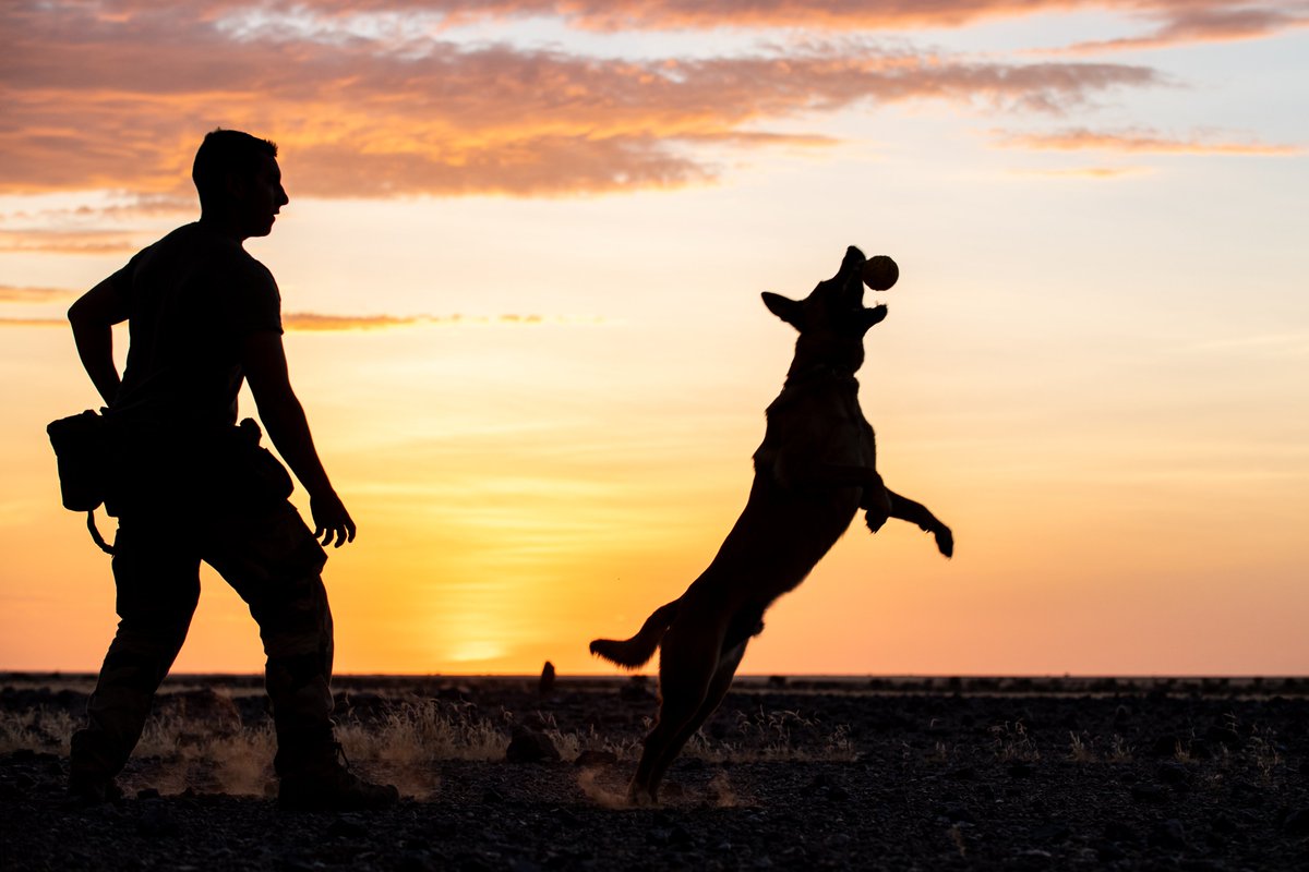 armeedeTerre's tweet photo. #JeudiPhoto Le sergent Pierre, maître de chien au @132RIC, avec Nink son équipier canin, profitant d'un répit sur l’opération #Barkhane.

Le jeu pour le chien a pour utilité de l’entraîner dans son travail, comme la recherche d’explosifs.

📸 Jérôme B.
#JournéeMondialeDuChien 🐾 https://t.co/wPZBahaGec