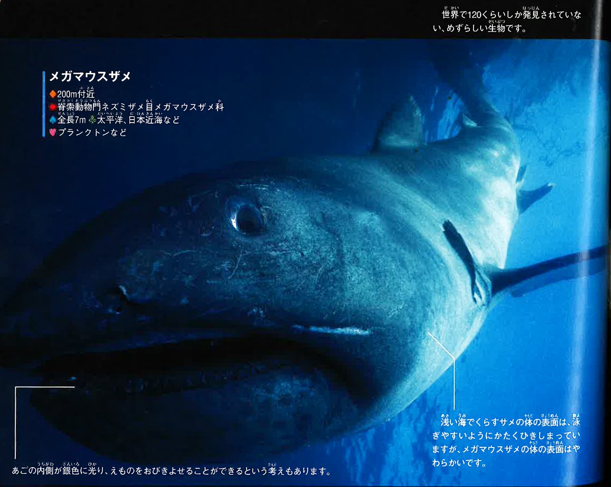 沖縄で拾ったサメ類の歯の化石（メガマウス）。 伝説の巨大ザメ