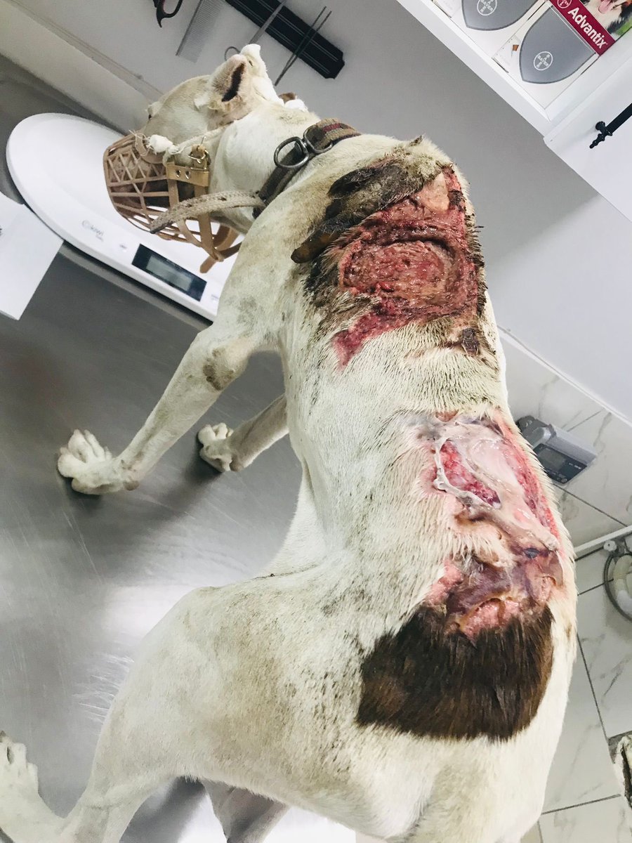 Yasaklı ırk diye dışladığınız bu canlar en çok acıyı yaşayan cani sahipleri yüzünden başına gelmeyen masum cocuklar yasaklı olanlar bu canlar olmamalı. Vucudunu yakan bir insan neden ona ömür bpyu ceza verip yasaklar koymuyorsunuz? Kliniğe girişi yapıldı desteğinize ihtiyacı var.