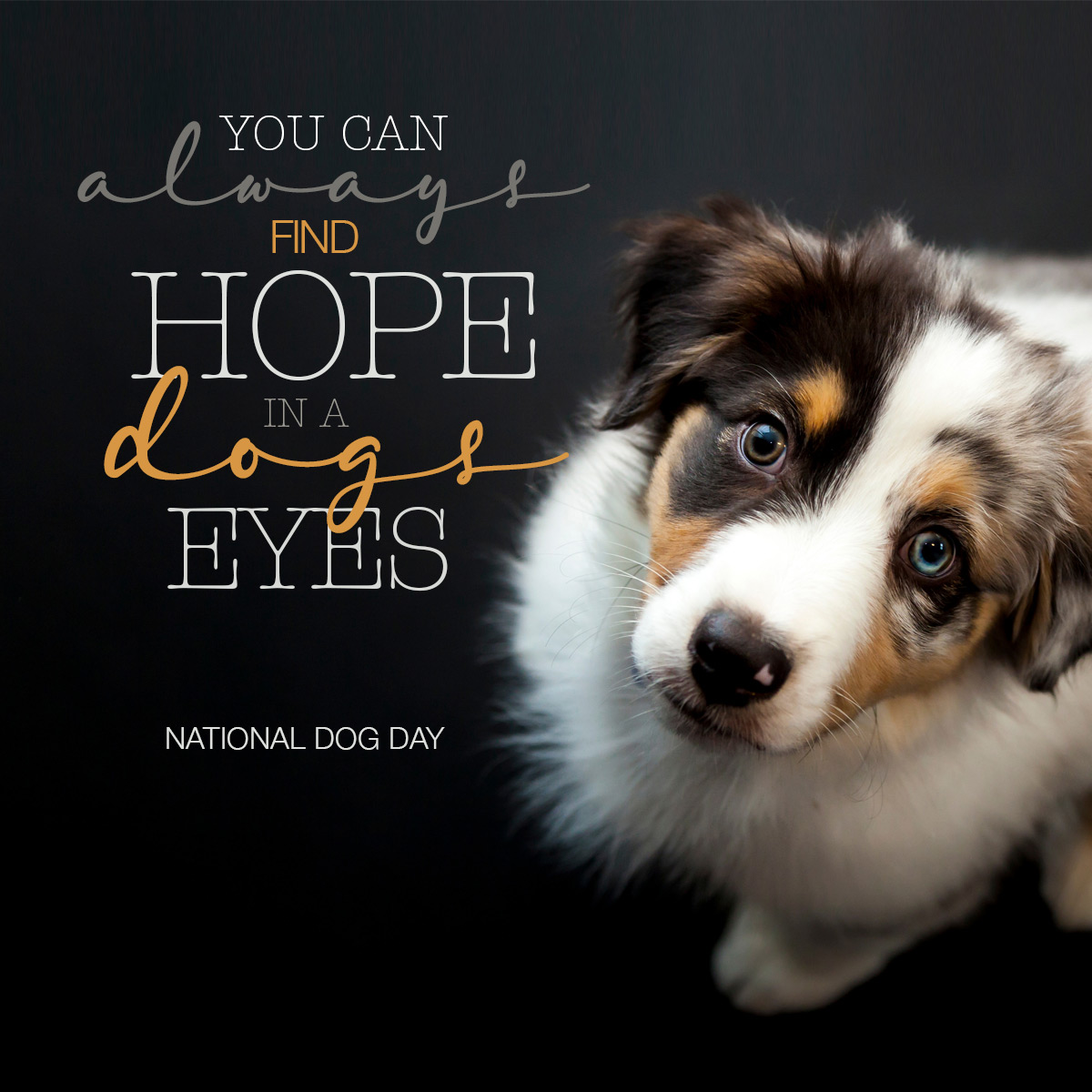 NSAHVet's tweet photo. Tell us why you have the best dog ever! https://t.co/2RDdKmXhI3