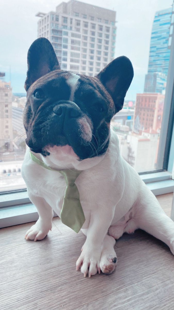 DudaPlatform's tweet photo. Monday vs Friday
#InternationalDogDay #Dudogs https://t.co/rEApaJ0lFn