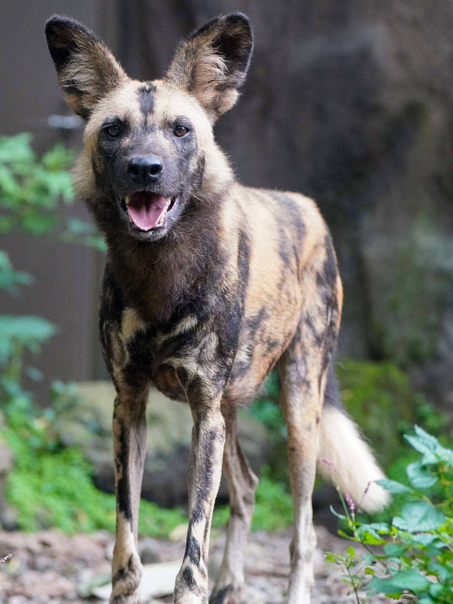 ワイルドドッグ Twitter Search Twitter