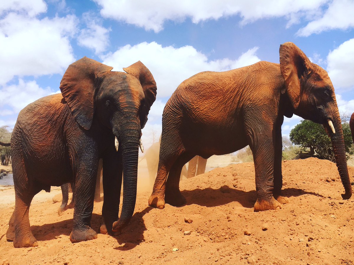 onessman's tweet photo. The jumbo juniors...🇰🇪🇰🇪 https://t.co/zrylryqZaK