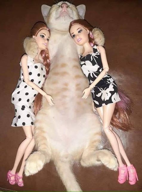 clowncesawards's tweet photo. tu eres la de la derecha y yo soy el gato https://t.co/5L0vrKbIEc