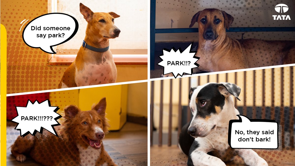 TataCompanies's tweet photo. It's impawsible to know what's going on in our doggo's minds. But here's a glimpse of how their day looks like! #InternationalDogDay #ThisIsTata https://t.co/mMTyAA0mxe