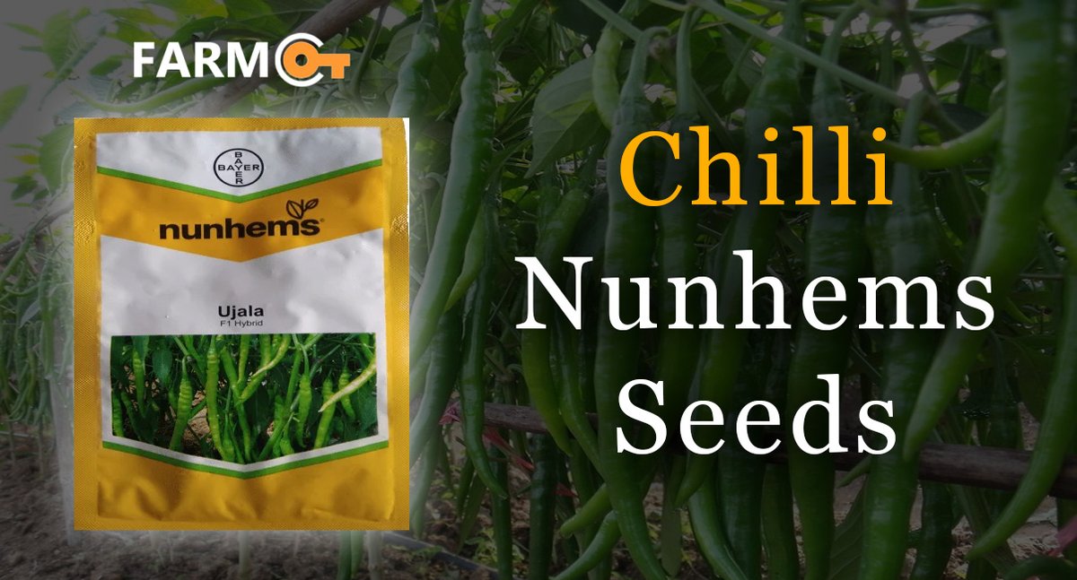 farmkeyIndia's tweet photo. Make your #chillifarming 🌶️ lucrative with #chillinunhemsseeds and procure these high-quality seeds at a very affordable price with #Farmkey.
🌶️https://t.co/YmUunbGRQr
#chilliseeds #onlineseeds #vegetableseeds #chilliseedsonline #nunhemschilliseeds #farmer https://t.co/8NAFgLRmym