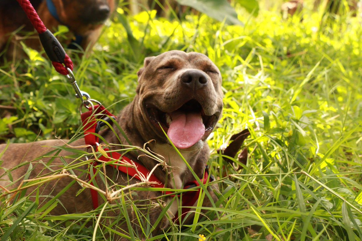 kibbsssss's tweet photo. Happy international dogs day!!🥰🐶 https://t.co/vzC5bXURug
