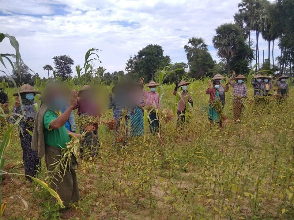 PyaePyae0205711's tweet photo. Farmers in Natmauk and Myothit Townships in #Magway Division protest on the morning of August 26 to overthrow the military dictatorship.

#NoEscapeFromGenocide
#Aug26Coup 
#WhatsHappeningInMyanmar https://t.co/nwkXpYerVv
